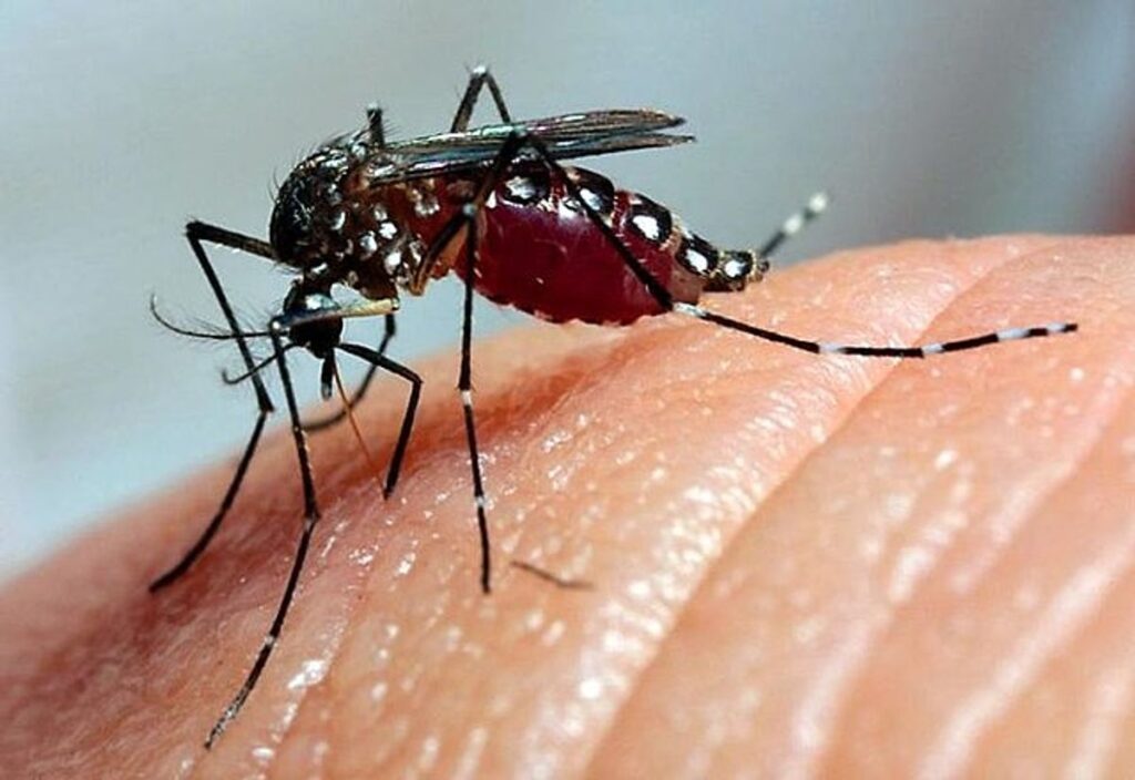 Casos de Dengue no Brasil Podem Chegar a 1,8 Milhão em 2026; São Paulo com 54% das Infecções