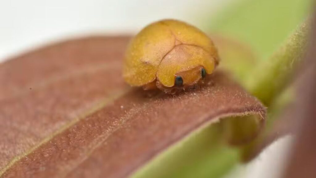 Descoberta na Bahia: Nova Espécie de Joaninha 'Fofa' Chamada Mada gregaria