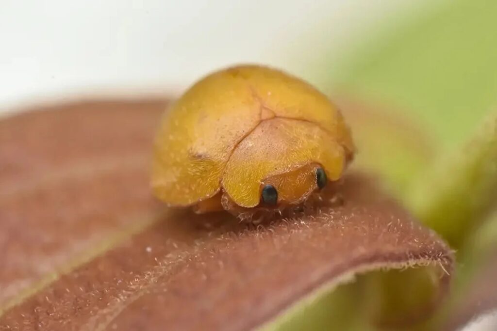 Descoberta Surpreendente: Nova Espécie de Joaninha nas Dunas da Bahia