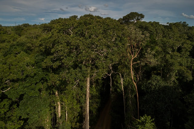 Estudo Indica Que Redes Descentralizadas Podem Aumentar a Restauração de Florestas na Mata Atlântica