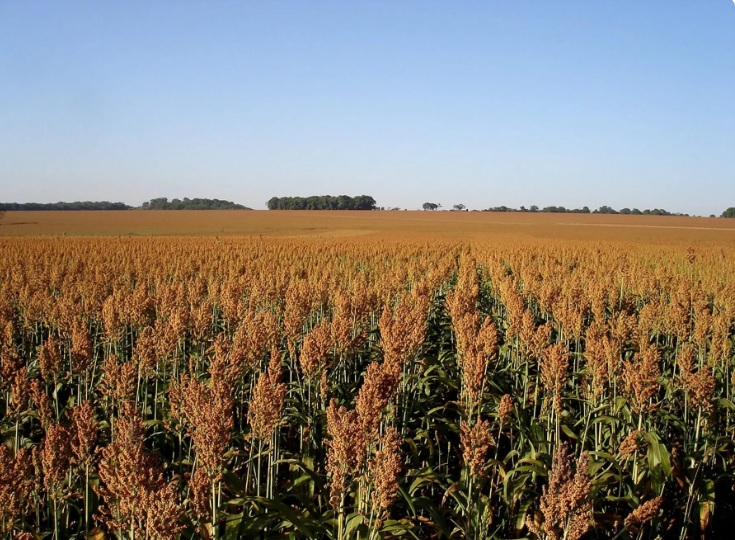 Oeste da Bahia Projeta 200 Mil Hectares de Sorgo na Safra 2025/26
