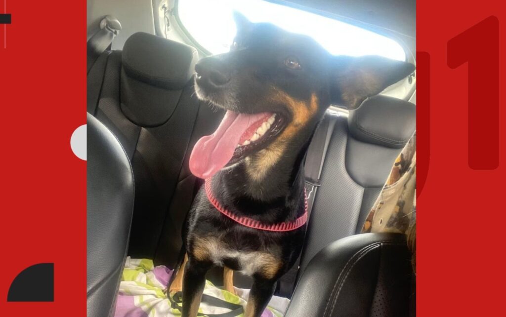 Tragédia em Santo Antônio de Jesus: Cadela Mel é morta a tiros próximo ao IFBA