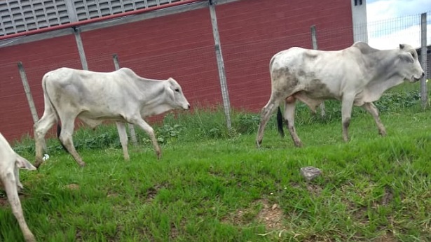 A Tecnologia no Agronegócio: Impulsionando a Produção na Bahia Durante o Verão