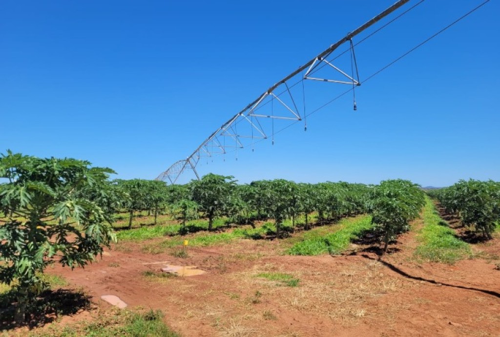 Irrigação Avançada Aumenta Produtividade do Mamão na Bahia em Até 70 Toneladas por Hectare