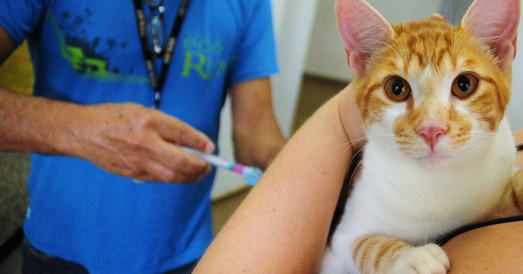 Lula Sanciona Campanha Julho Dourado: Uma Iniciativa pela Saúde Animal e Prevenção de Zoonoses