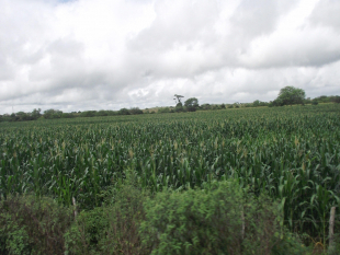 Sul da Bahia: Hora de Absorver Conhecimento e Impulsionar a Economia