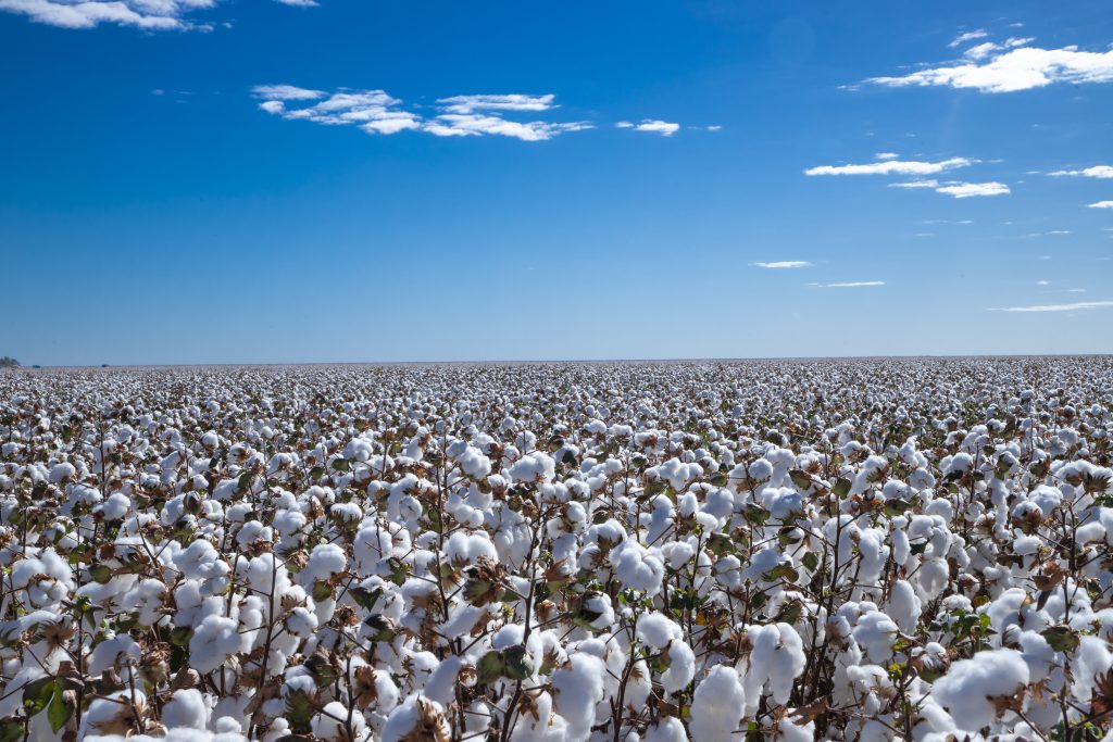 Avanços na Cotonicultura Irrigada da Bahia: Expectativas para a Safra 2025/2026 Avanços na Cotonicultura Irrigada da Bahia: Expectativas para a Safra 2025/2026