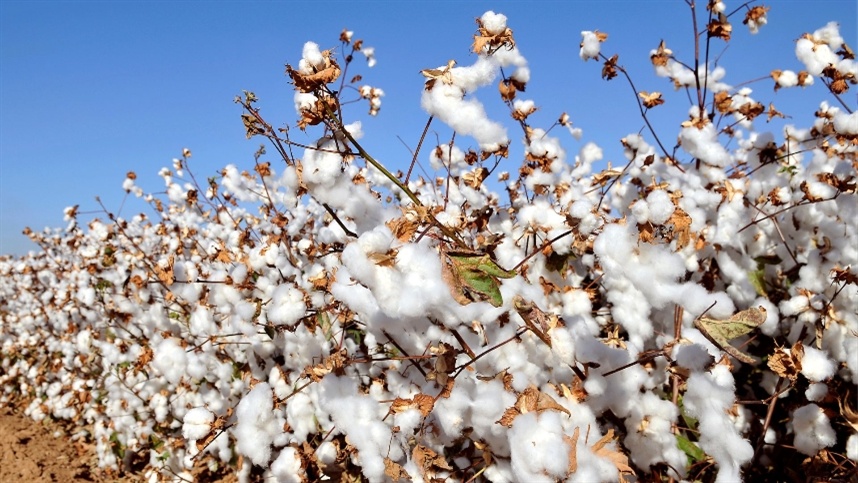 Bahia: Produção de Algodão Pode Atingir 815 Mil Toneladas em 2026