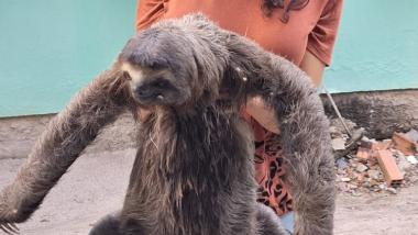 Inema Resgata Preguiça e Oferece Dicas para Convivência Segura com Animais Silvestres