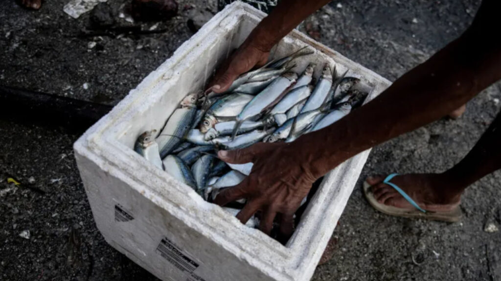 Lei da Pesca Sustentável: Novas Diretrizes e Benefícios para a Bahia