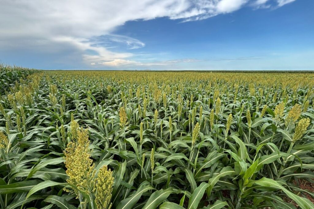 Sementes Oilema prevê crescimento de 70% nas vendas de sorgo em 2026
