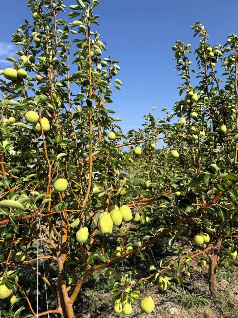 Semiárido Nordestino Inova com Produção de Pera em Dupla Safra