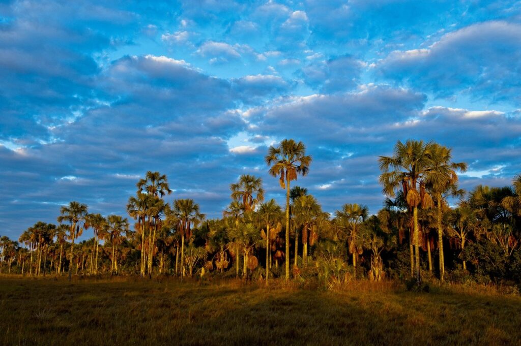 Turismo Literário: Celebração dos 70 Anos de 'Grande Sertão: Veredas'