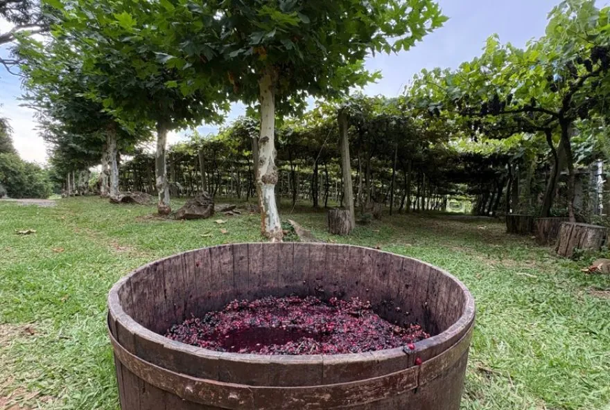 Vindima em Gramado: Uma Experiência Musical nos Parreirais Vindima em Gramado: Uma Experiência Musical nos Parreirais