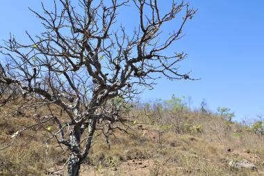 Bahia Avança na Elaboração do Plano Estadual de Combate à Desertificação Bahia Avança na Elaboração do Plano Estadual de Combate à Desertificação
