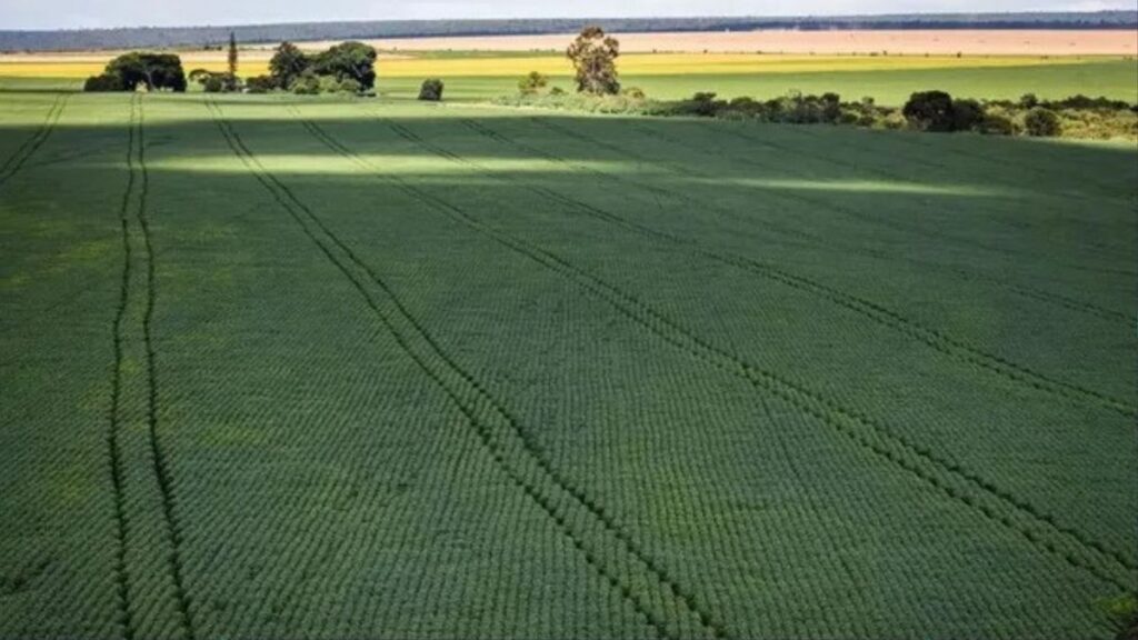Bahia em Alerta: Tensão Internacional Impacta Agronegócio Local