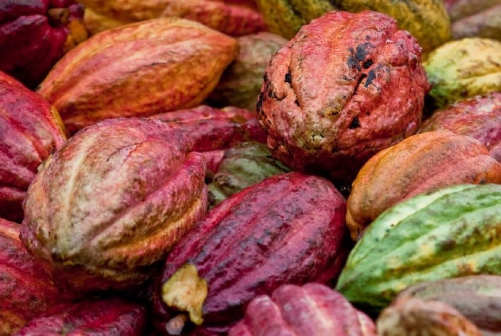 Bahia Foca no Cacau Sustentável e Projeta Crescimento da Produção até 2026