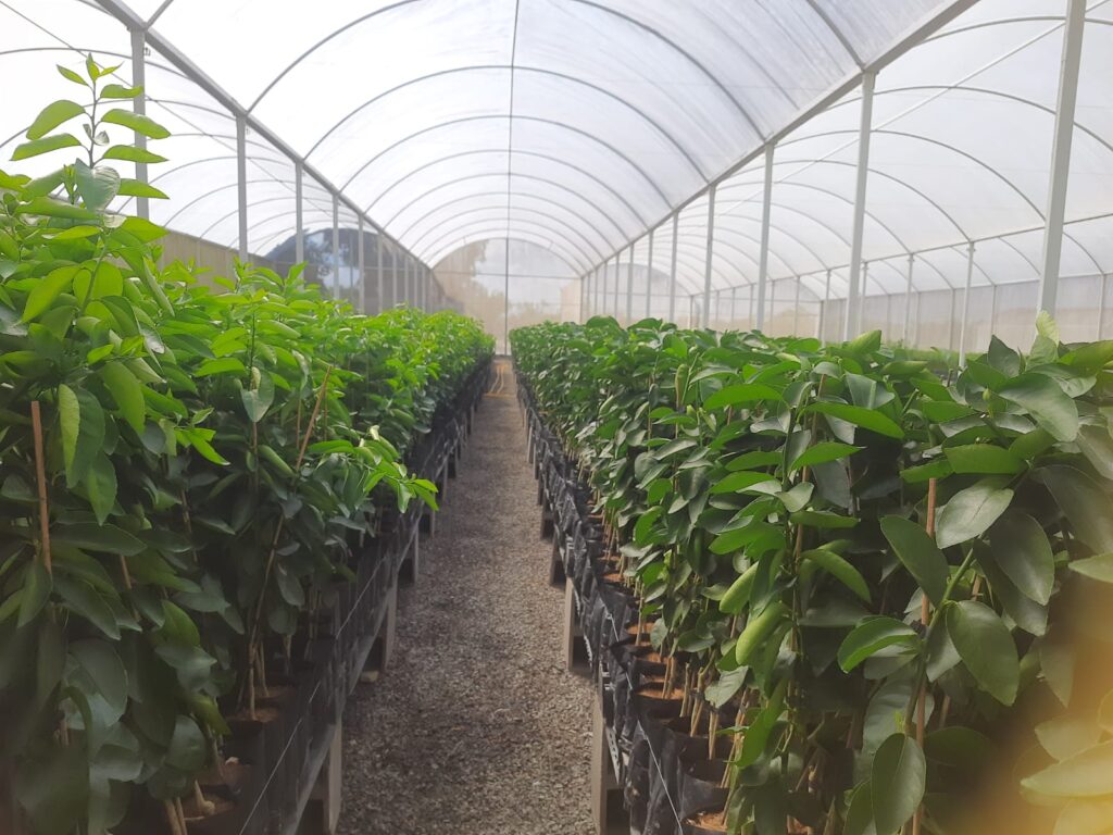 Caravana Fitossanitária Apoia Produtores na Proteção da Citricultura no Litoral Norte e Agreste Baia