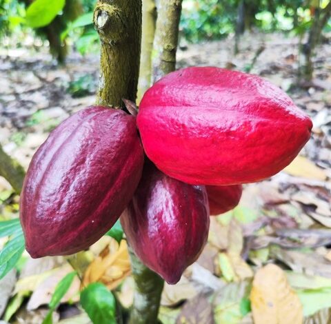Dia do Cacau: Fruto como Pilar da Inclusão Produtiva e Renda Regional