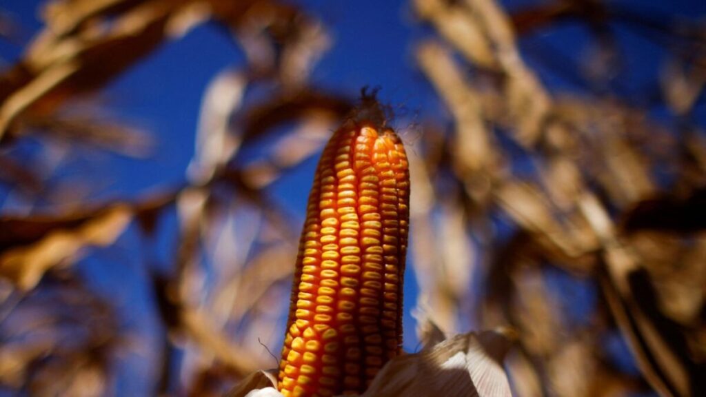 Dia do Cuscuz: Como a Agricultura Familiar Impulsiona a Economia na Bahia