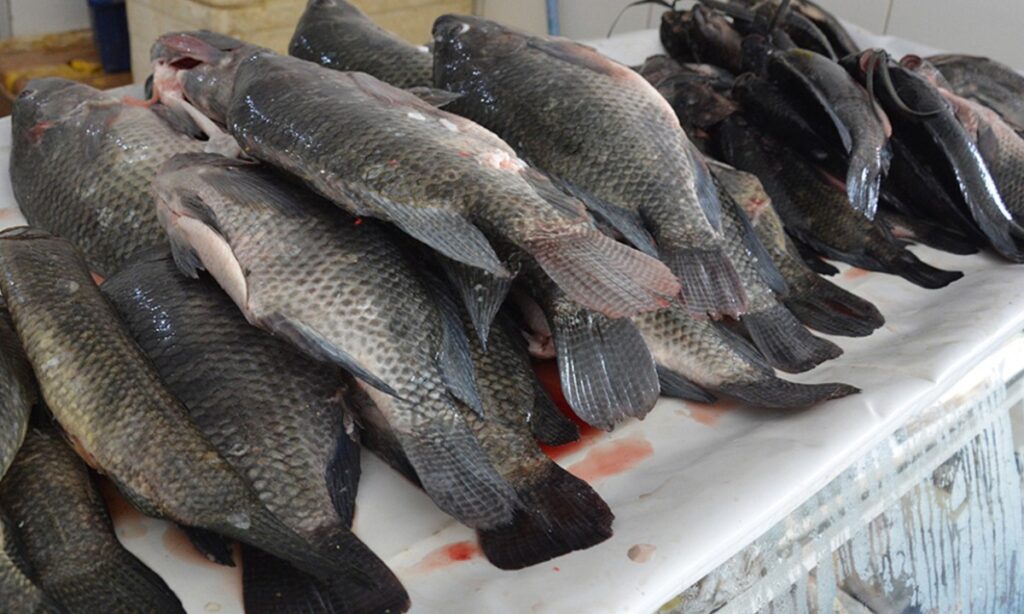 Procon Identifica Variação de Até 312% nos Preços de Produtos da Semana Santa em Feira de Santana Procon Identifica Variação de Até 312% nos Preços de Produtos da Semana Santa em Feira de Santana