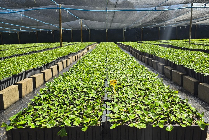 Tecnologia Capixaba Revoluciona a Produção de Mudas de Café e Fortalece a Cafeicultura Nacional