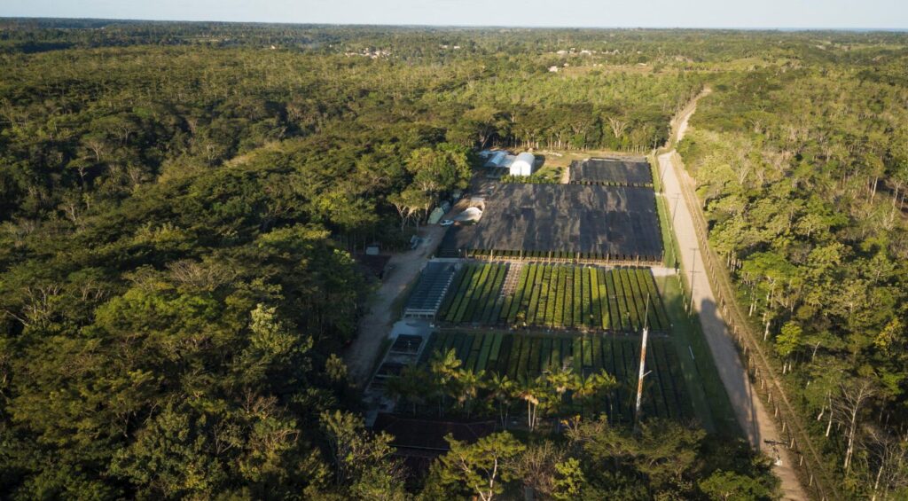 BNDES libera R$ 26 milhões para projeto da Symbiosis na Bahia: um investimento em silvicultura suste