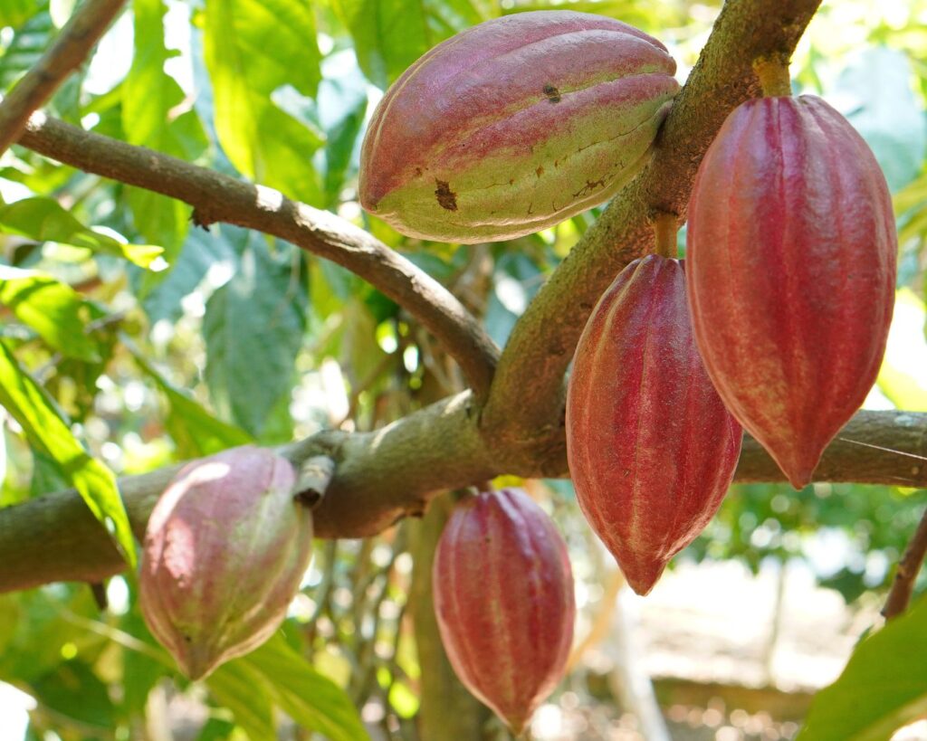 Capacitação em Riachão das Neves: Prevenção da Monilíase no Cultivo do Cacau