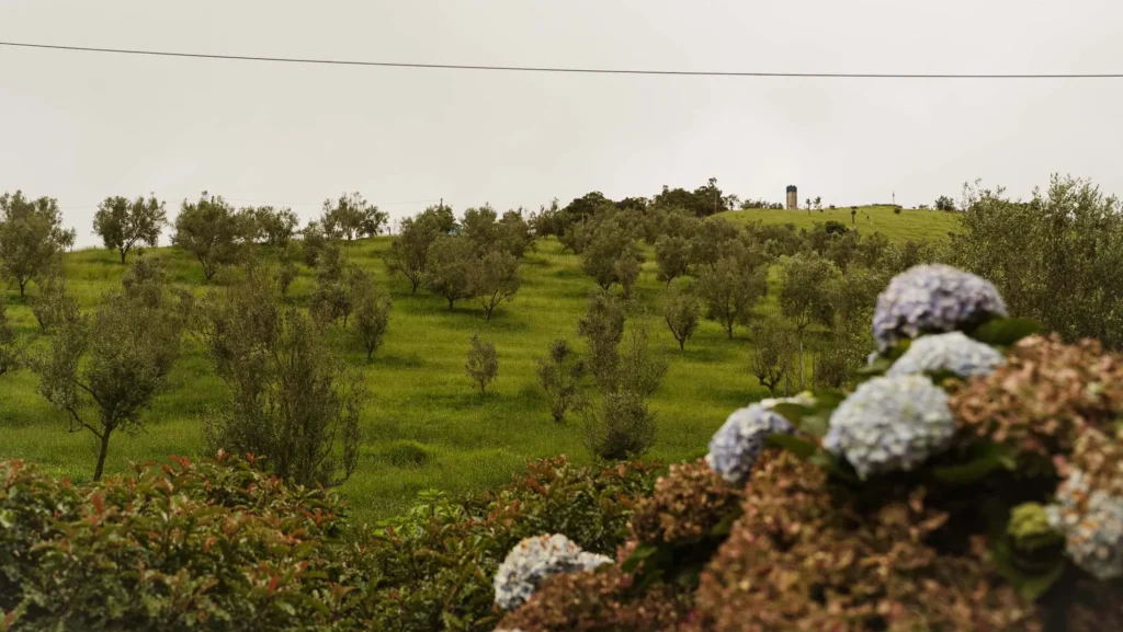 Olivoturismo: A Revolução do Turismo no Sul de Minas com as Oliveiras