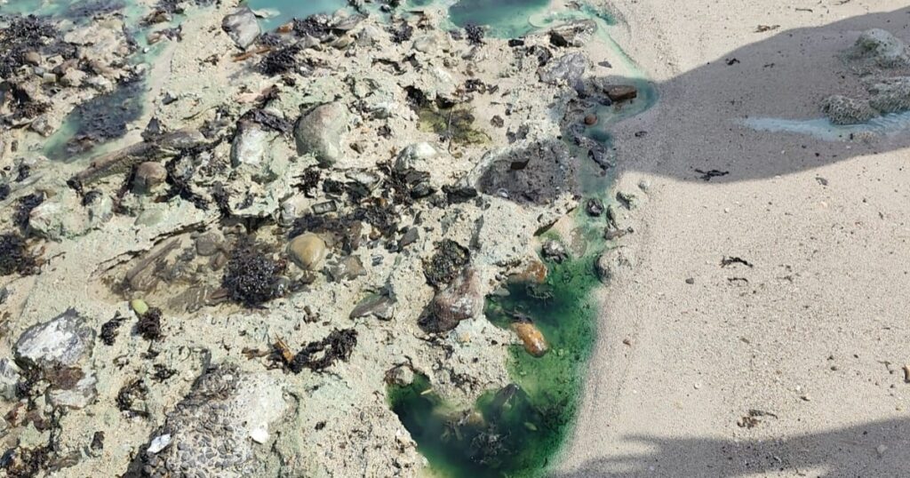 Praia de São Tomé de Paripe Enfrenta Contaminação e Falta de Respostas do Inema Praia de São Tomé de Paripe Enfrenta Contaminação e Falta de Respostas do Inema