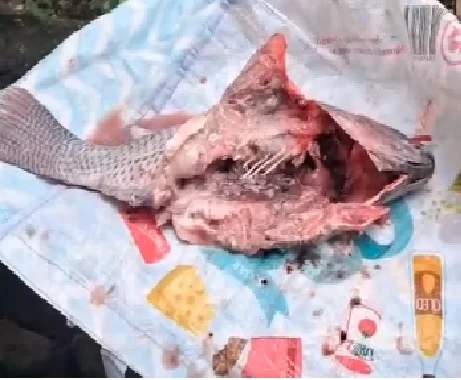 Prefeitura da Bahia Refaz Entrega de Peixe Após Críticas da População Prefeitura da Bahia Refaz Entrega de Peixe Após Críticas da População