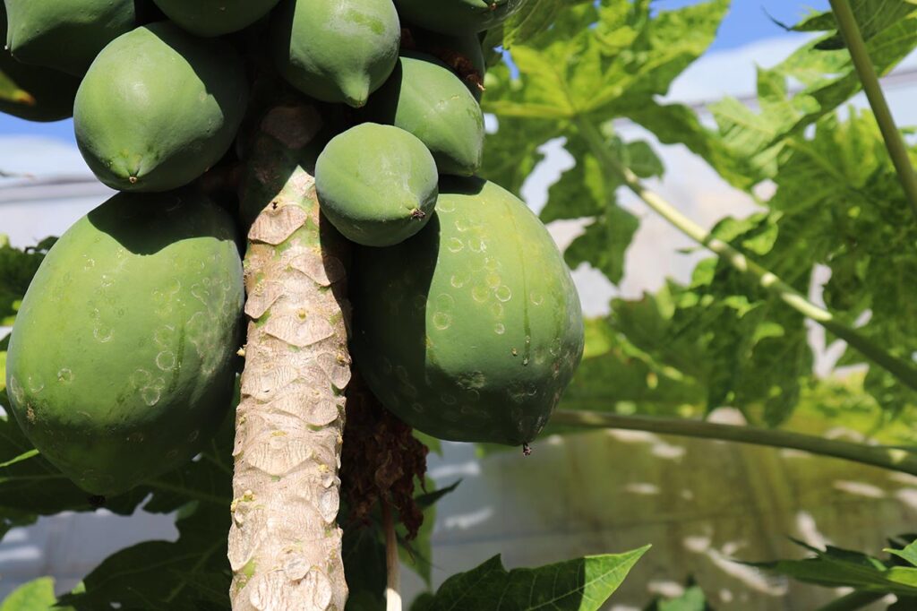 Queda nos Preços do Mamão no Espírito Santo e Bahia: Oferta em Alta