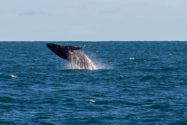 Unidades de Conservação e Suas Contribuições: R$ 1,9 Bilhão em Atividades na Região dos Abrolhos Unidades de Conservação e Suas Contribuições: R$ 1,9 Bilhão em Atividades na Região dos Abrolhos