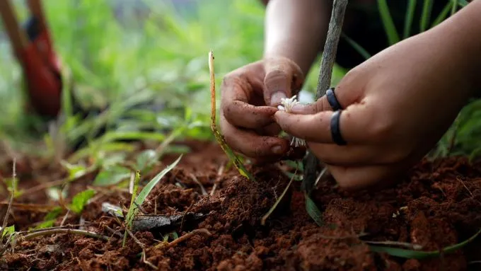 Bahia Destina R$ 16 Milhões para Fortalecer Plantas Medicinais e Turismo Rural