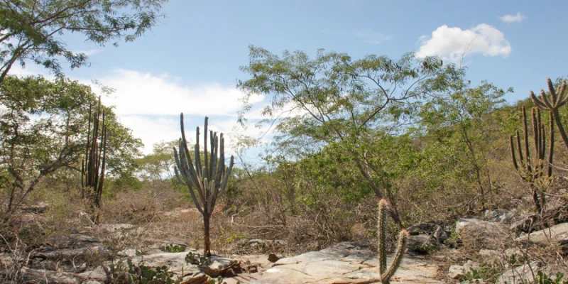 Entenda por que a Bahia é pioneira em projeto nacional de monitoramento do clima na saúde