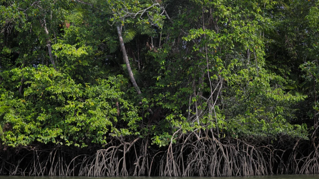 Carbono Azul: Entenda a Relação Vital entre o Oceano e o Clima Global