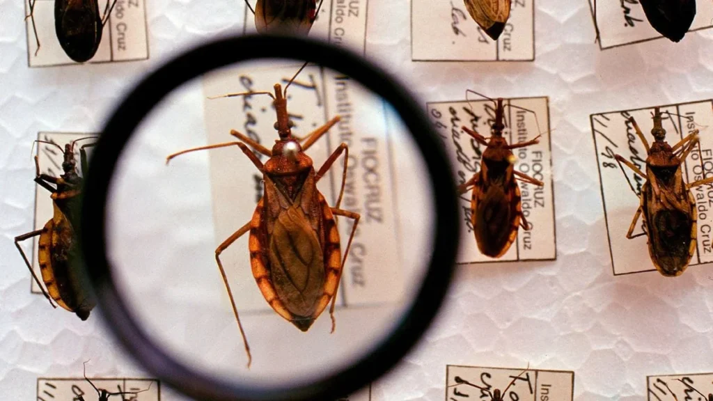 Circulação Silenciosa da Doença de Chagas em Cães de Salvador Revela Riscos Urbanos