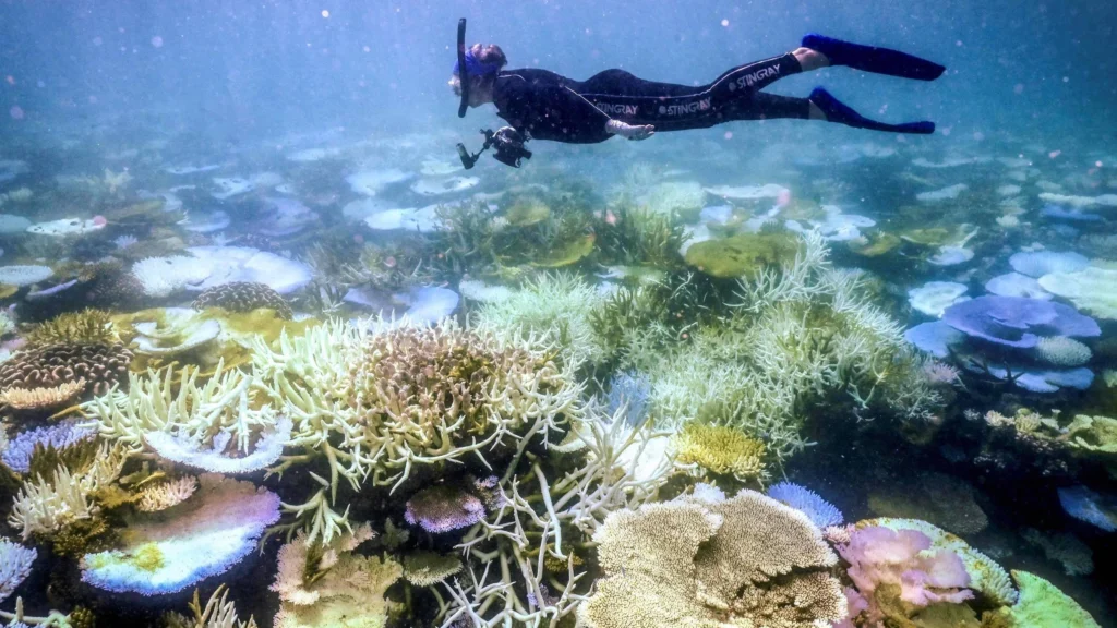 El Niño ameaça colapso da Grande Barreira de Coral com branqueamento extremo