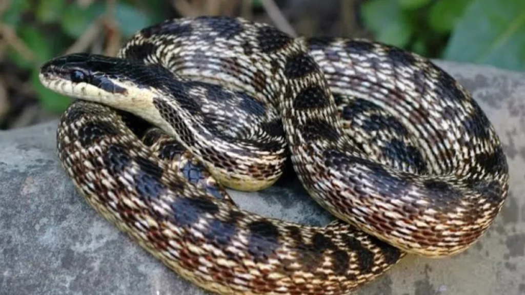 Feira de Santana Lidera Ocorrências de Picadas de Cobras na Bahia com Números Alarmantes